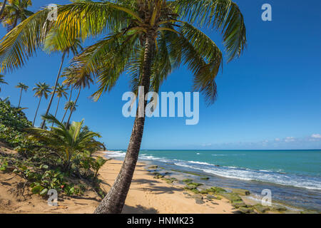 PALM TREE PLAYA PINONES BEACH LOIZA PUERTO RICO Stock Photo