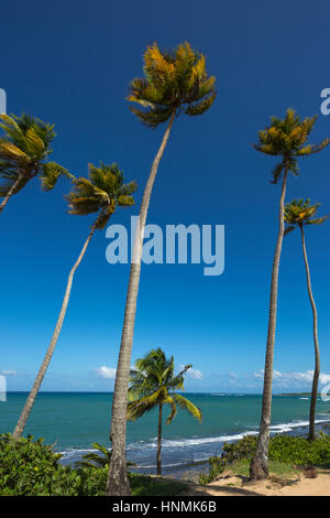 TALL PALM TREES PLAYA PINONES BEACH LOIZA PUERTO RICO Stock Photo