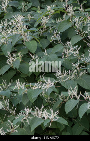 Japanese Knotweed (Fallopia japonica) introduced invasive species, new ...