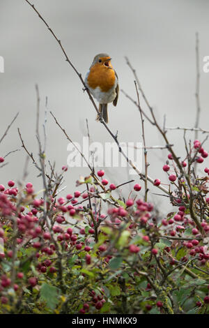 European robin Erithacus rubecula, singing from Common hawthorn bush, Sand Bay, Somerset, UK in October. Stock Photo