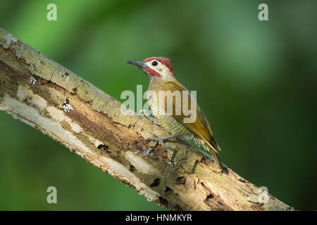Golden-olive woodpecker Colaptes rubiginosus, adult, perched on branch, Cerro Blanco Reserve, Guayaquil, Ecuador in April. Stock Photo