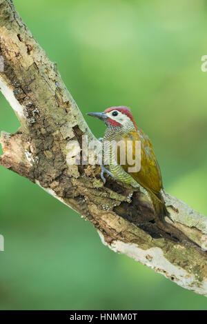 Golden-olive woodpecker Colaptes rubiginosus, adult, perched on branch, Cerro Blanco Reserve, Guayaquil, Ecuador in April. Stock Photo