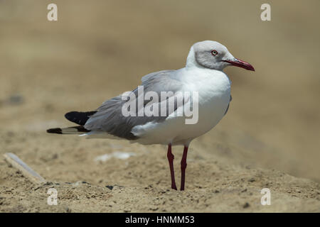 Grey-hooded gull Chroicocephalus cirrocephalus, Ecuasal Saltpans, Salinas, Ecuador in April. Stock Photo