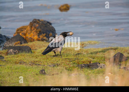 Hooded Crow Corvus cornix adult carrying Eurasian oystercatcher Haematopus ostralegus egg, Loch Spelve, Mull, Scotland in May. Stock Photo