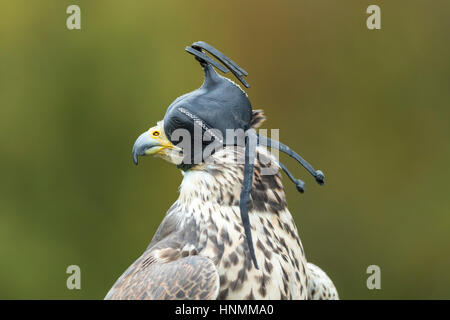 Saker falcon Falco cherrug (captive), adult female, wearing hood, Hawk Conservancy Trust, Hampshire, UK in November 2016. Stock Photo