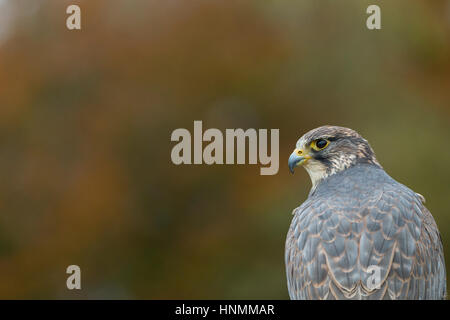 Saker falcon Falco cherrug (captive), adult female, profile head shot, Hawk Conservancy Trust, Hampshire, UK in November. Stock Photo