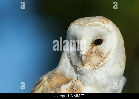 Barn owl Tyto alba (captive), adult female, profile, Hawk Conservancy Trust, Hampshire, UK in November. Stock Photo