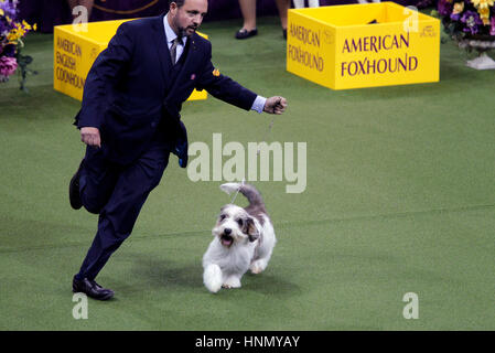 New York, United States. 13th Feb, 2017. 'Iceage' a Petite Basset Griffon Vendeen competing in the Hound Division at the 141st Annual Westminster Dog Show at Madison Square Garden in New York City on February 13th, 2017. Credit: Adam Stoltman/Alamy Live News