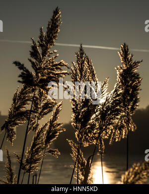 Berlin, Germany. 15th Feb, 2017. Reeds are illuminated as the sun rises over Rummelsburger Bay in Berlin, Germany, 15 February 2017. Photo: Paul Zinken/dpa/Alamy Live News Stock Photo