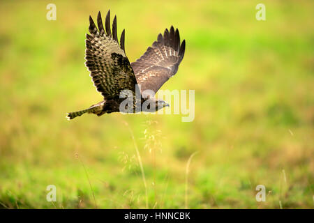 Common Buzzard, (Buteo buteo), adult flying, Eifel, Germany, Europe Stock Photo