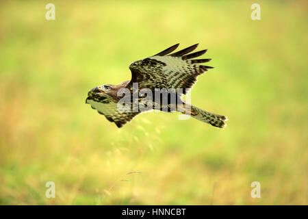 Common Buzzard, (Buteo buteo), adult flying calling, Eifel, Germany, Europe Stock Photo