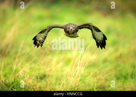 Common Buzzard, (Buteo buteo), adult flying, Eifel, Germany, Europe Stock Photo