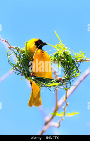 Masked Weaver, (Ploceus velatus), adult male builds a nest, Tswalu Game Reserve, Kalahari, Northern Cape, South Africa, Africa Stock Photo