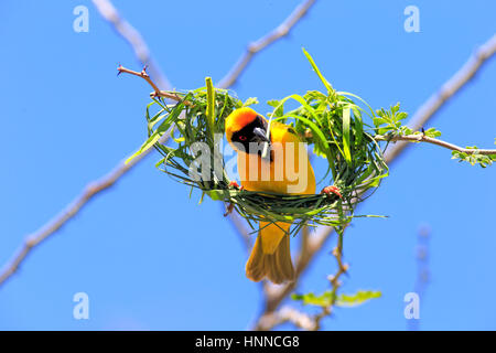 Masked Weaver, (Ploceus velatus), adult male builds a nest, Tswalu Game Reserve, Kalahari, Northern Cape, South Africa, Africa Stock Photo