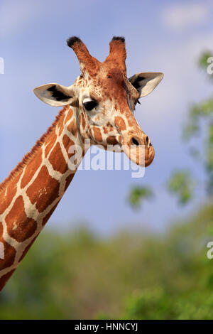Reticulated Giraffe, (Giraffa camelopardalis reticulata), Africa, adult portrait