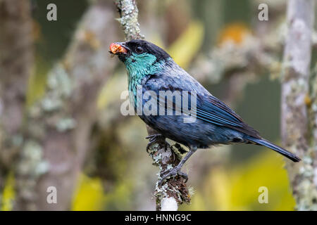 Black-capped Tanager (Tangara heinei), km 18 Cali, Valle del Cauca Stock Photo