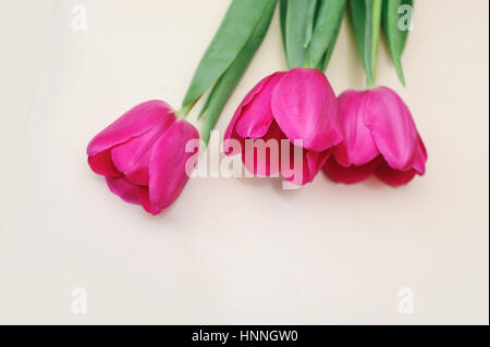 three red tulips on a light background Stock Photo