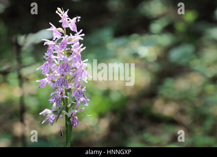 Flower in Bialowieza National Park strict nature reserve Stock Photo