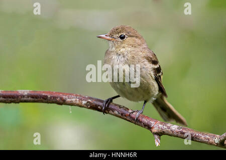 Mountain Elaenia  (Elaenia frantzii), Felidia, Valle del Cauca Stock Photo