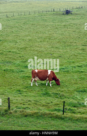 Grazing Red and White Holstein Friesian Cow in a Dutch pasture in the floodplain of the Waal river Stock Photo