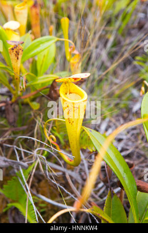 Carnivorous Plant (nepenthes madagascariensis) in Madagascar Stock Photo