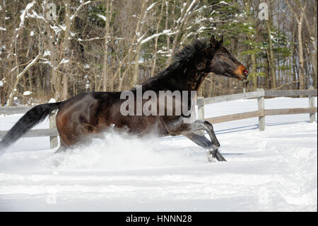 Black beauty quarter horse with black mane running vigorously through deep, powder snow near a tree-line in a sunlit, fenced-in farm field in winter. Stock Photo