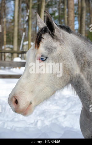 Close-up of a dappled-grey horse with a black mane and mystical blue eyes in a corralled pasture in the winter's snow with a tree-lined background, PA Stock Photo