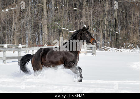 Black Beauty Quarter Horse with a black mane running vigorously through deep, powder snow near a tree-line in a sunlit, fenced-in farm field in winter Stock Photo