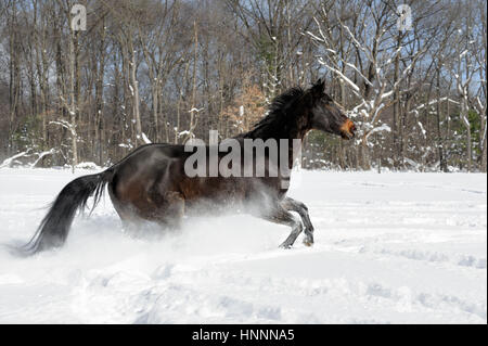 Black Beauty Quarter Horse with a black mane running vigorously through deep, powder snow near a tree-line in a sunlit, fenced-in farm field in winter Stock Photo