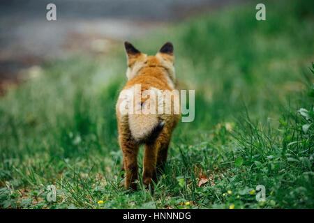 Rear view of red fox walking on grassy field Stock Photo