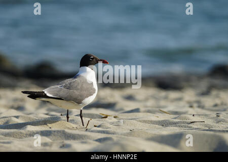 Laughing Gull in breeding plumage on the light sand bank of the sea Stock Photo