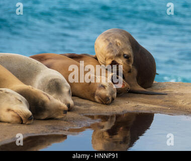 Sea Lions lying down on the rock by the ocean, while two of them are trying to bite each other. Stock Photo