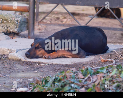 The sad and lonely dog lay down on the ground Stock Photo