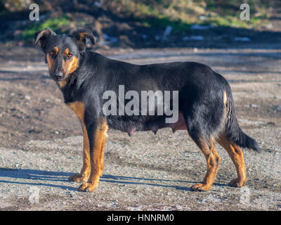 The beautiful pooch posing for the camera Stock Photo