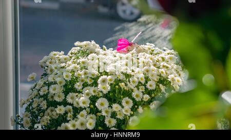 The butterfly on a beautiful bouquet of daisies Stock Photo