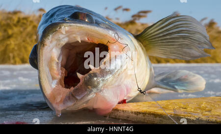 The zander with huge teeth on ice Stock Photo