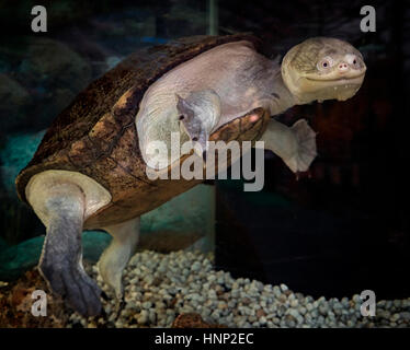 Funny animal face of a Snake Head Turtle. A seemingly smiling animal. Stock Photo