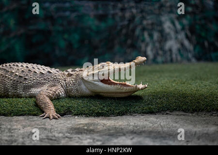 Albino Crocodile, (Crocodylinae), mouth open, Thailand, Southeast Asia Stock Photo