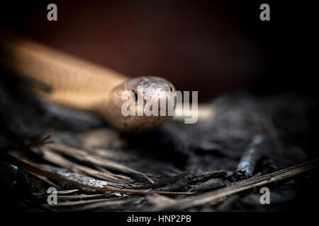 Albino Cobra, monocled cobra, (Naja kaouthia), Asian venomous snake. Thailand Southeast Asia Stock Photo
