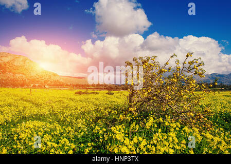 Fantastic views of the garden with blue sky. Stock Photo