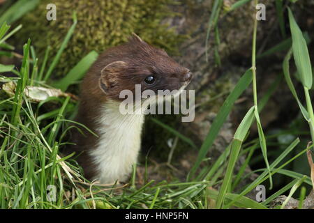 A stoat peeking from its hole, looking out through the grass Stock Photo