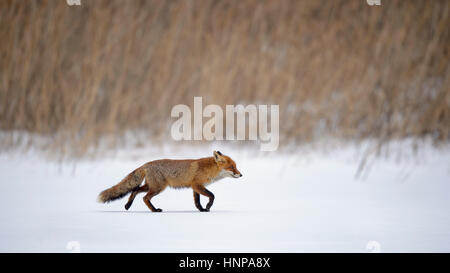 Red Fox (Vulpes vulpes) running a straight line through snow, in fron of reed, Moravia, Czech Republic Stock Photo