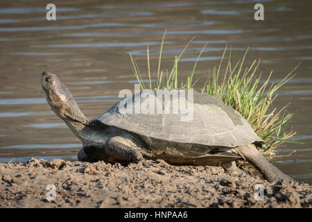African helmeted turtle (Pelomedusa subrufa), lying in sun, Mapungubwe National Park, South Africa Stock Photo