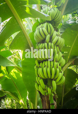 Closeup of giant cavendish banana bunch on the plantation, Taveta, Kenia Stock Photo