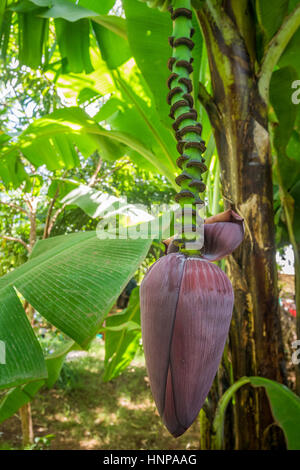 Closeup of giant cavendish banana flower on the plantation, Taveta, Kenia Stock Photo