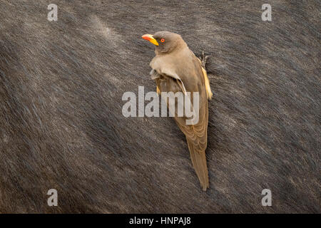 Yellow-billed oxpecker (Buphagus africanus) sitting on buffalo, detail, Kruger National Park, South Africa