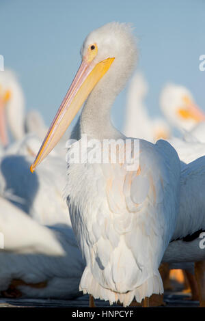 An American White Pelican stands tall on a dock showing off its impressive beak on a sunny day in front of a flock of other pelicans. Stock Photo