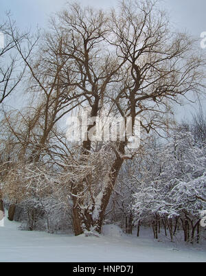 Willow Tree in winter Stock Photo