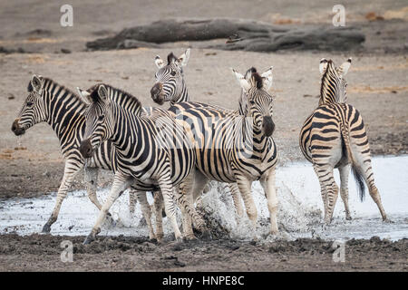 Plains Zebra (Equus quagga), Kruger National Park, Republic of South Africa Stock Photo