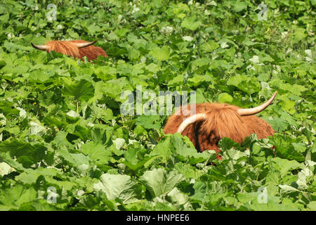 Two highland cattles relaxing and hiding in deep vegetation Stock Photo